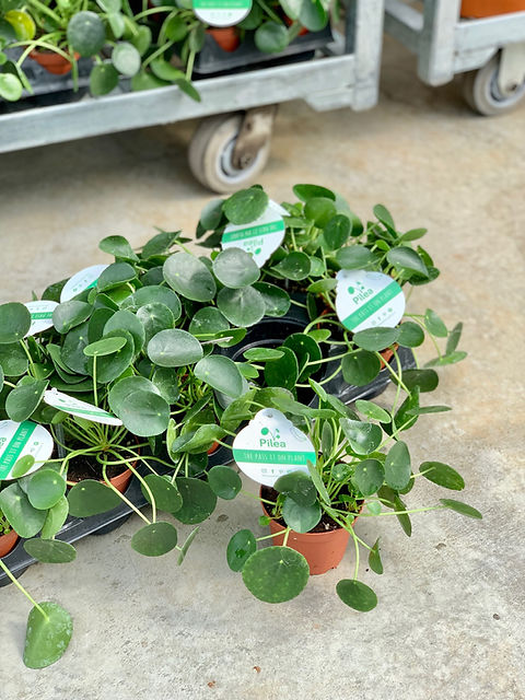 Pilea Peperomioides 'Chinese Money Plant' | Robert Plante