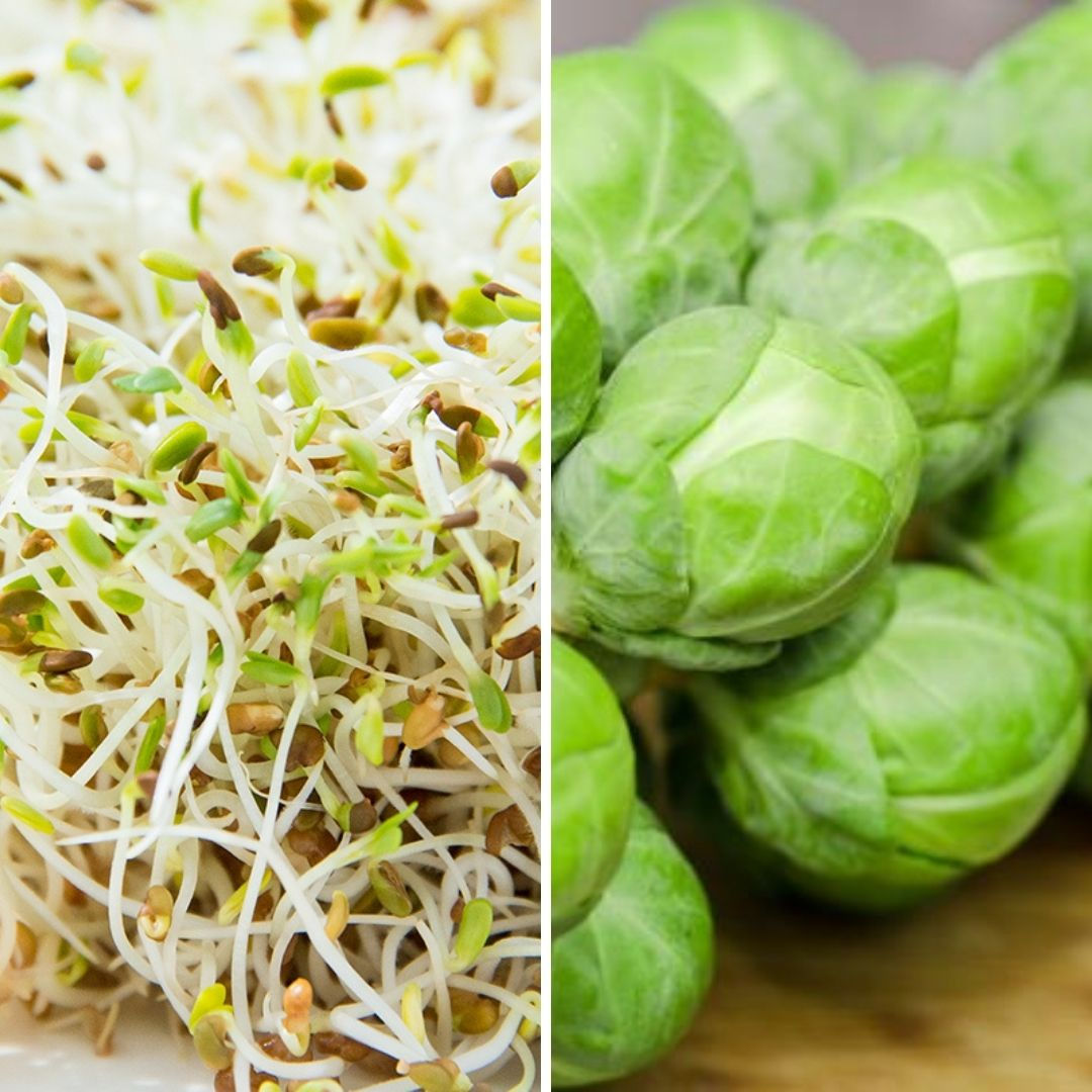 Sprouts & Brussel Sprout Seeds