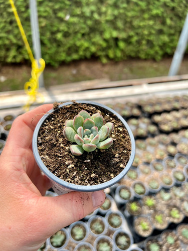 Echeveria Morning Dew | Robert Plante