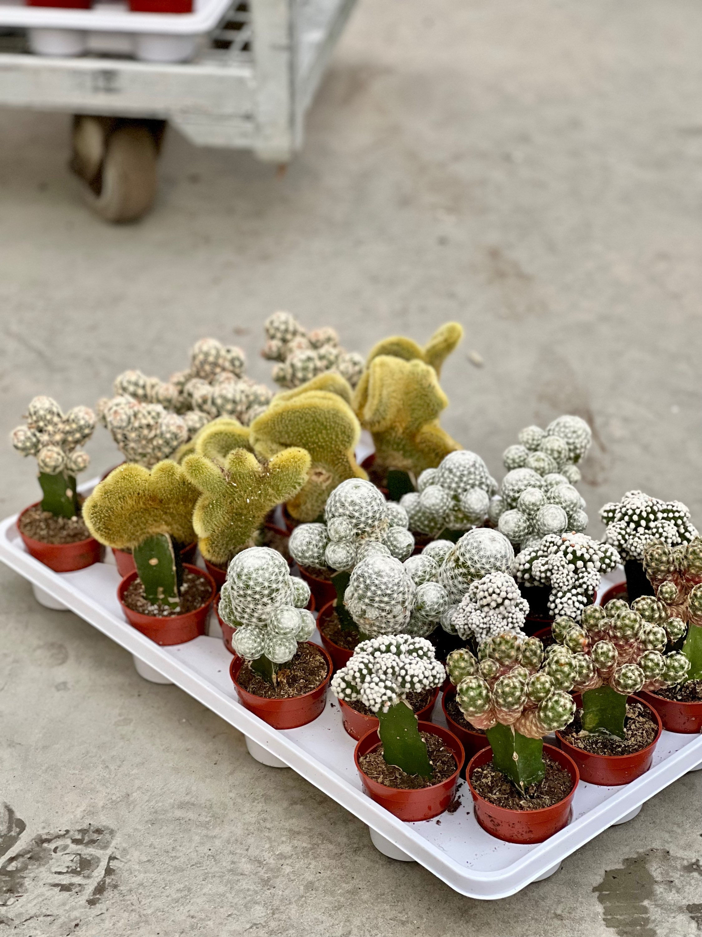 Grafted Funky Cactus