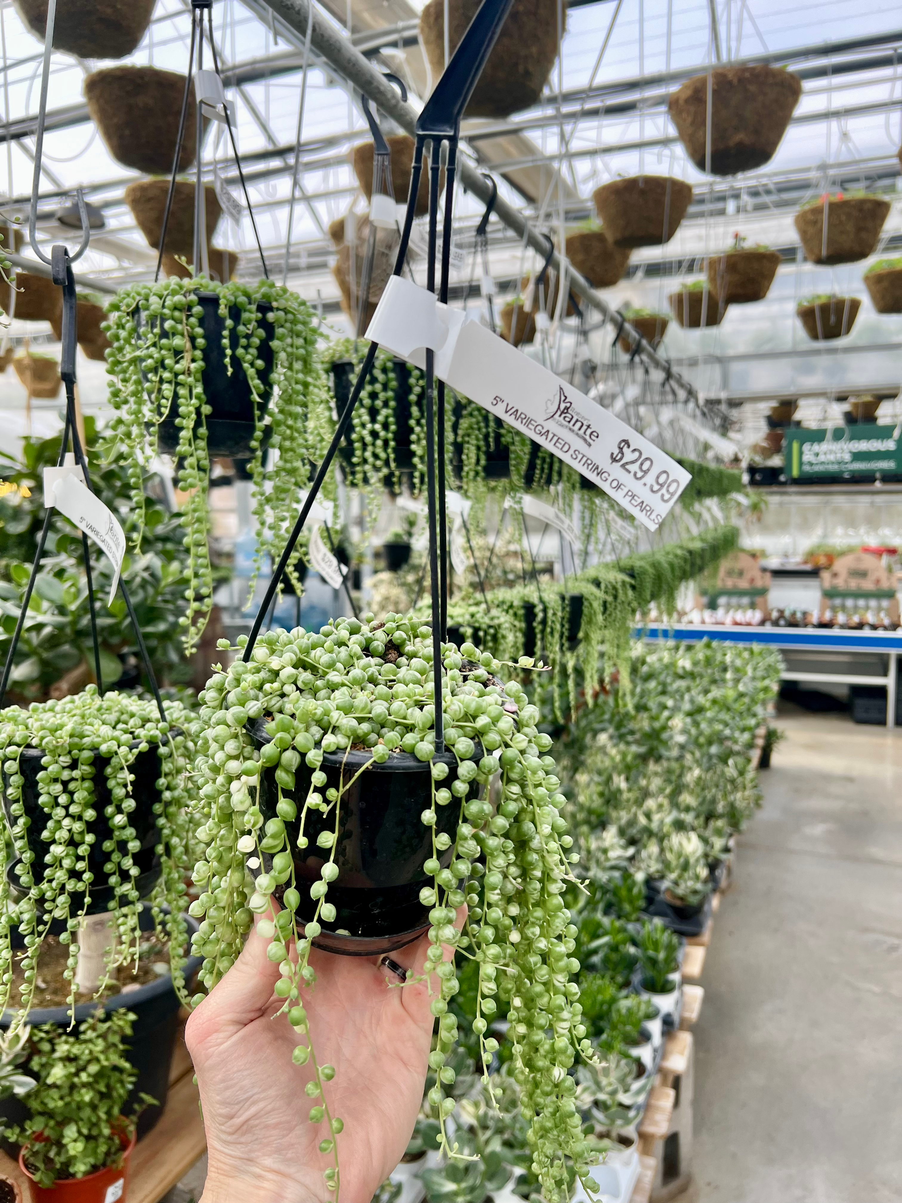 Senecio Rowleyanus ‘Variegata’ Variegated String of Pearls Hanging Basket