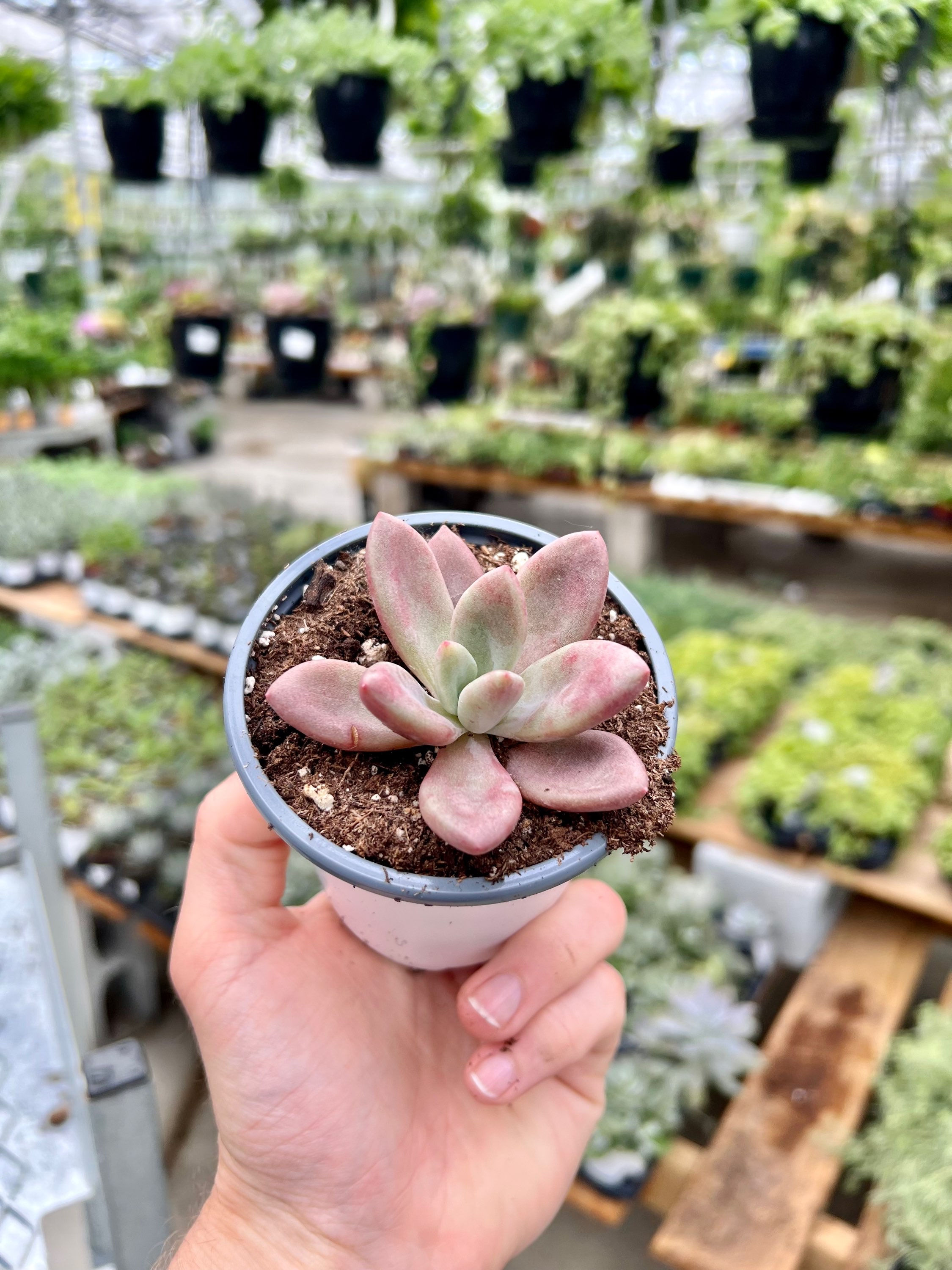 Echeveria Pink Donna