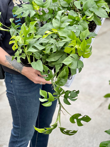 Rhaphidophora Tetrasperma Mini Monstera 'Ginny' | Robert Plante