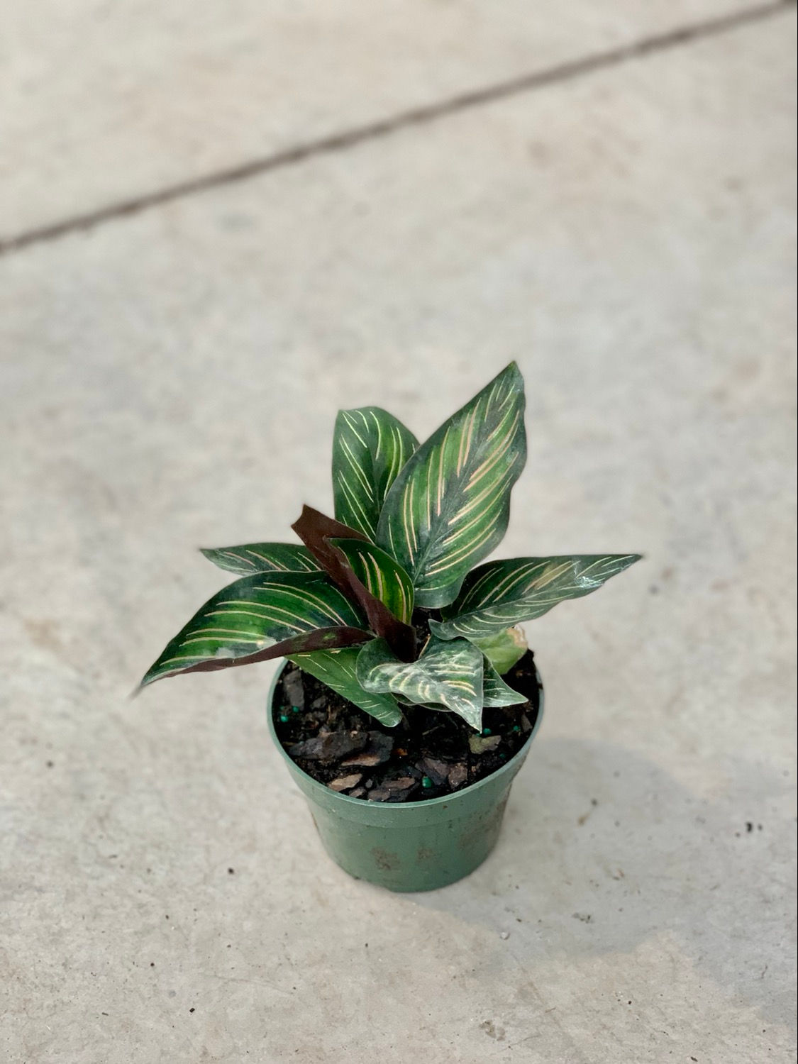 Calathea 'Ornata' Beauty Star