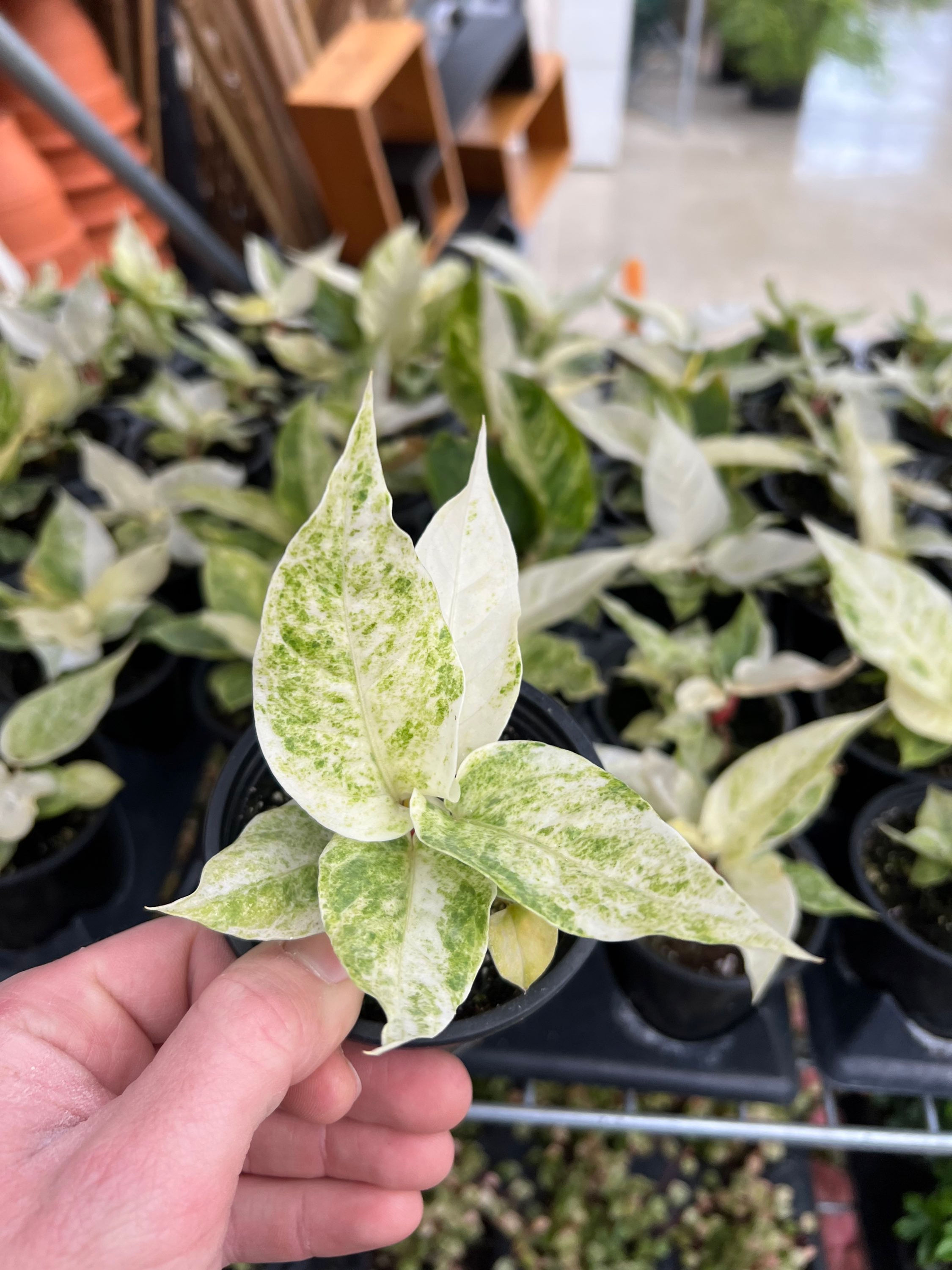 Anthurium Hookerii Variegated