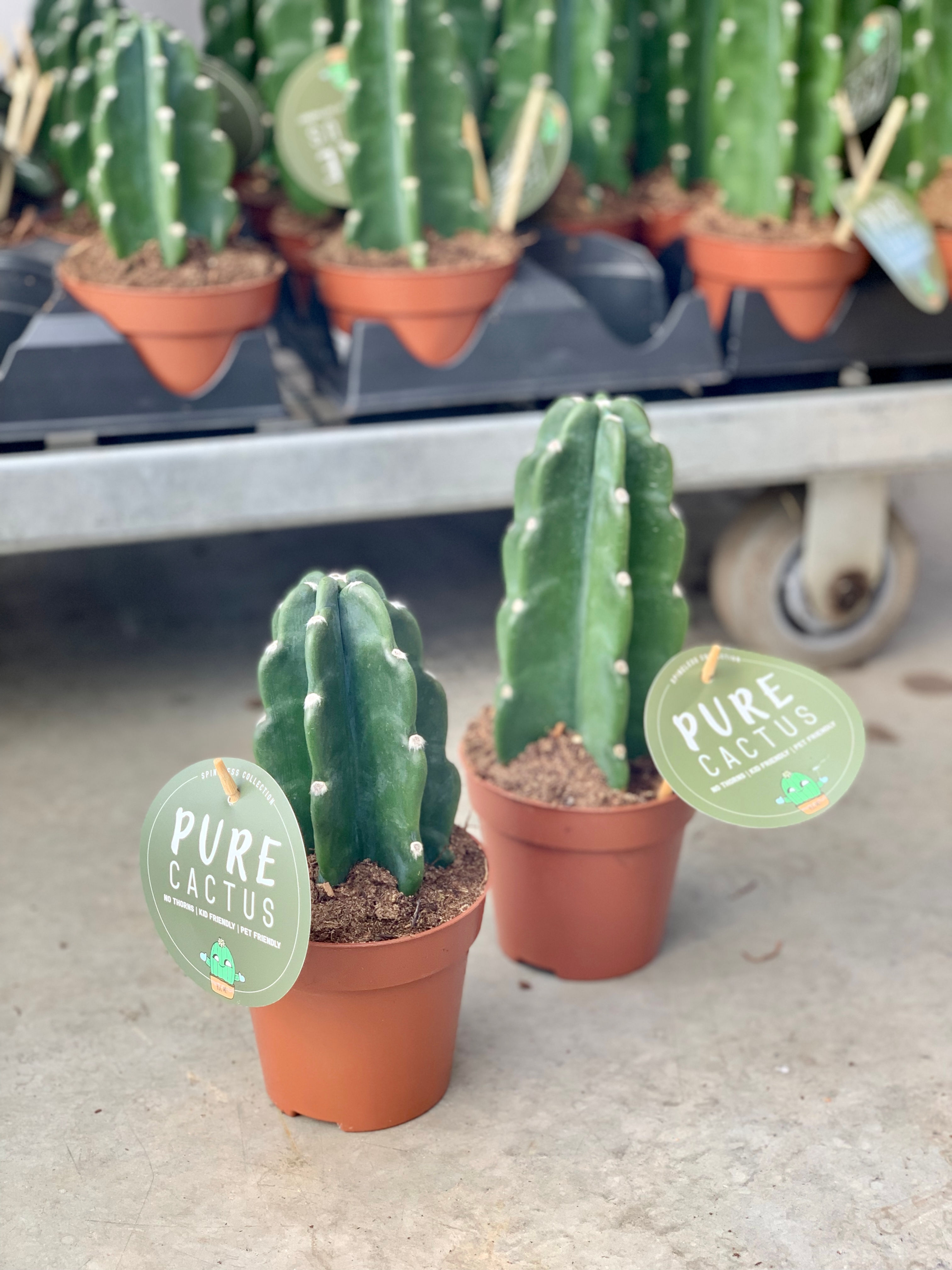 Cereus jamacaru Cuddly Cactus