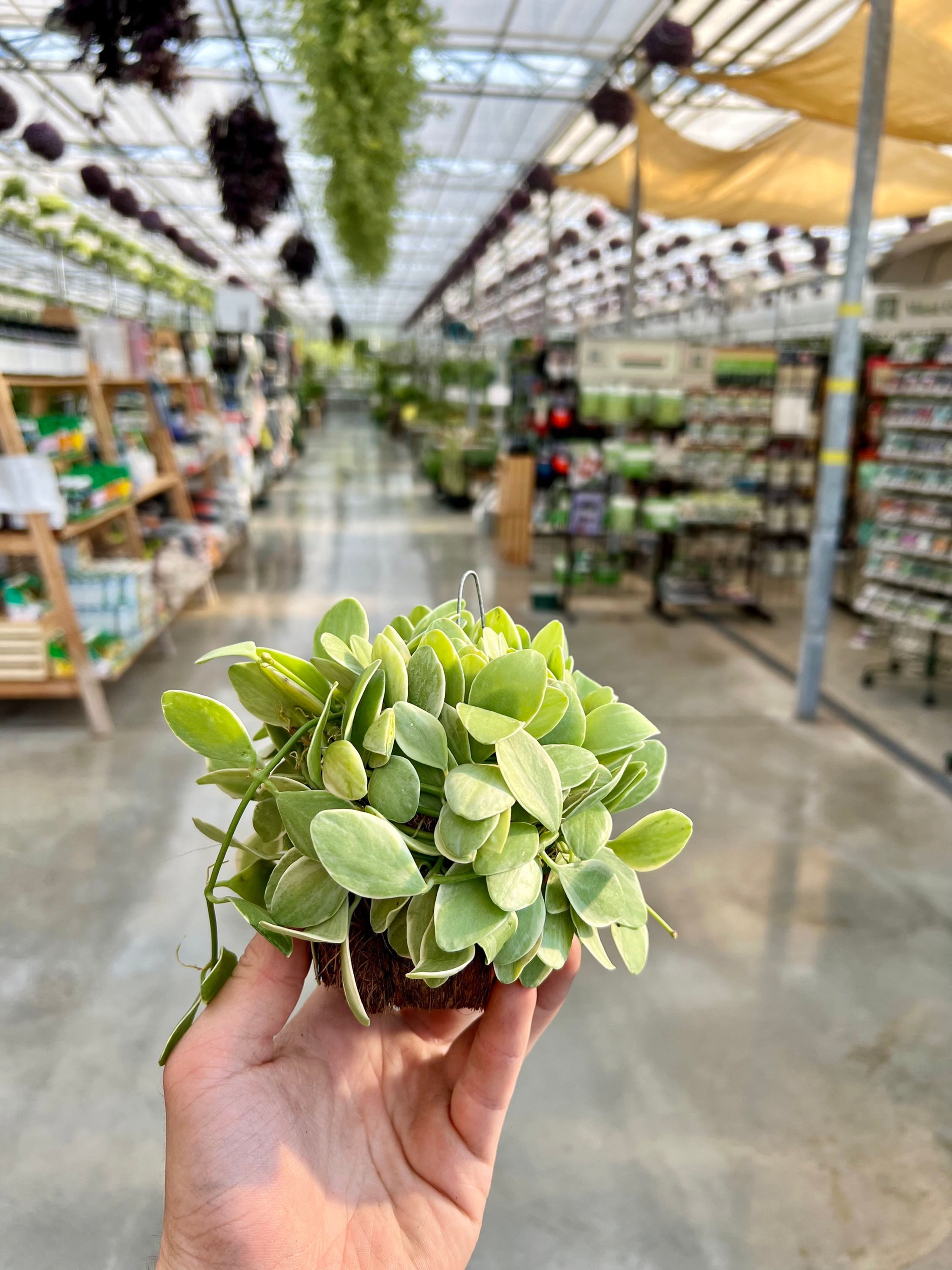 Dischidia Oiantha Variegated