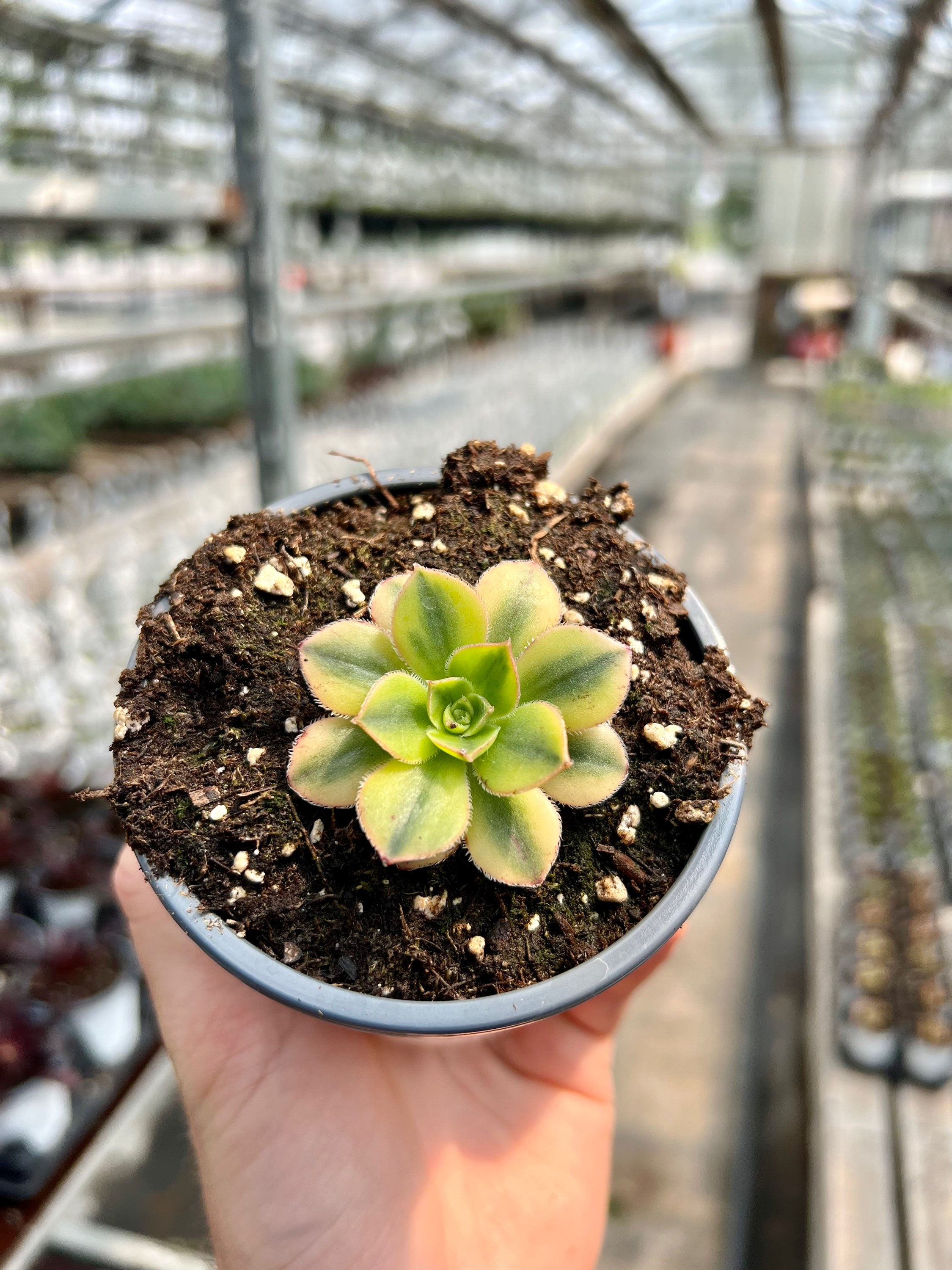 Aeonium Sunburst