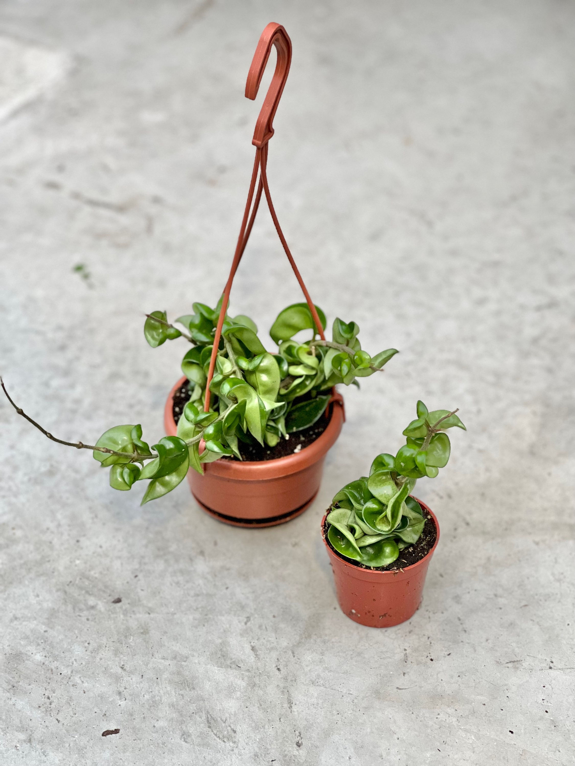 Hoya Compacta 'Rope Hoya'