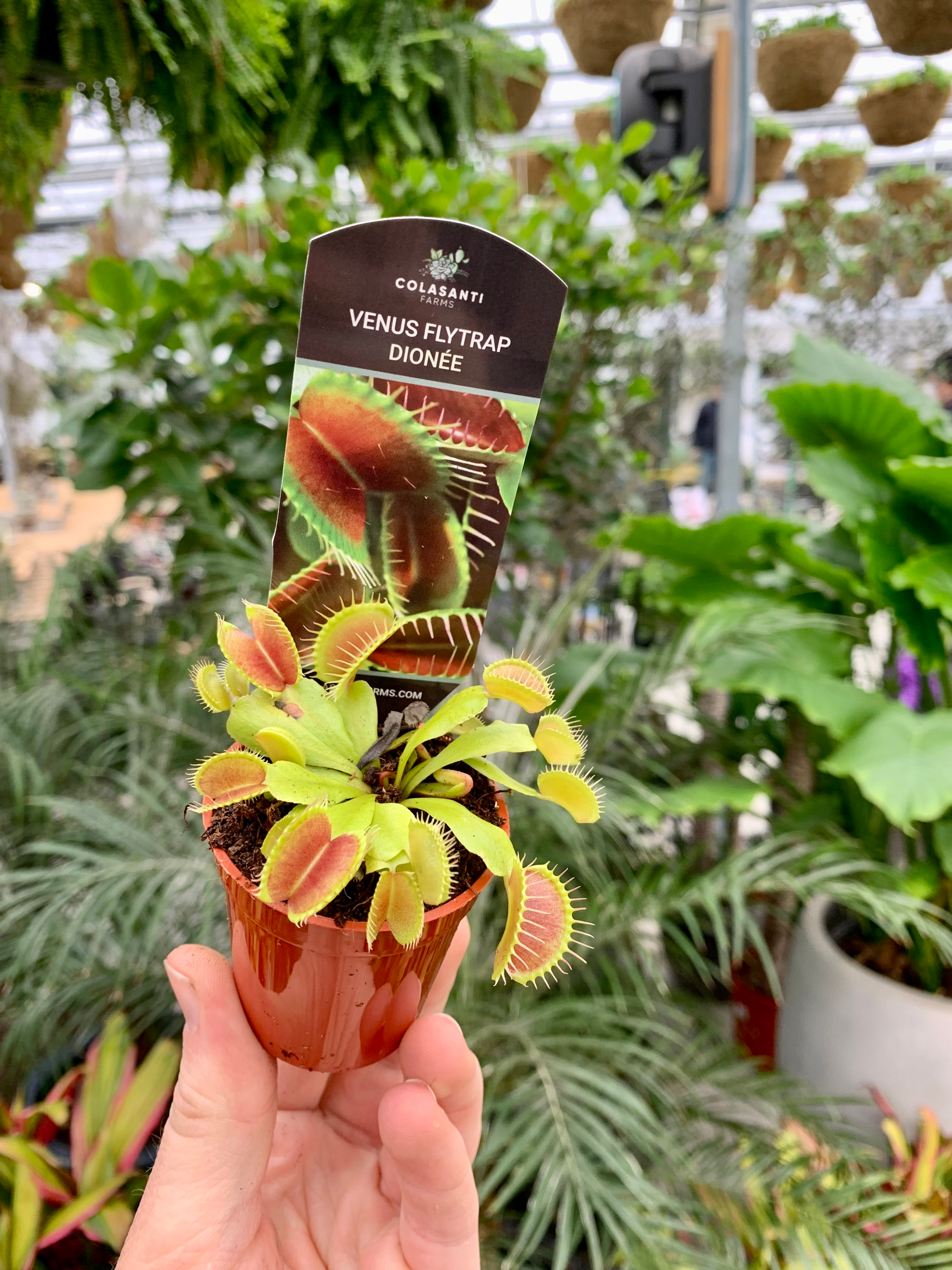 Venus Fly Trap