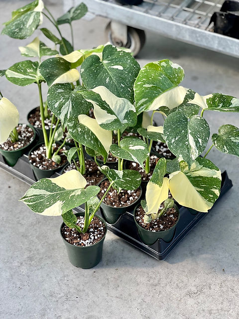 Thai Constellation Monstera (Small) | Robert Plante