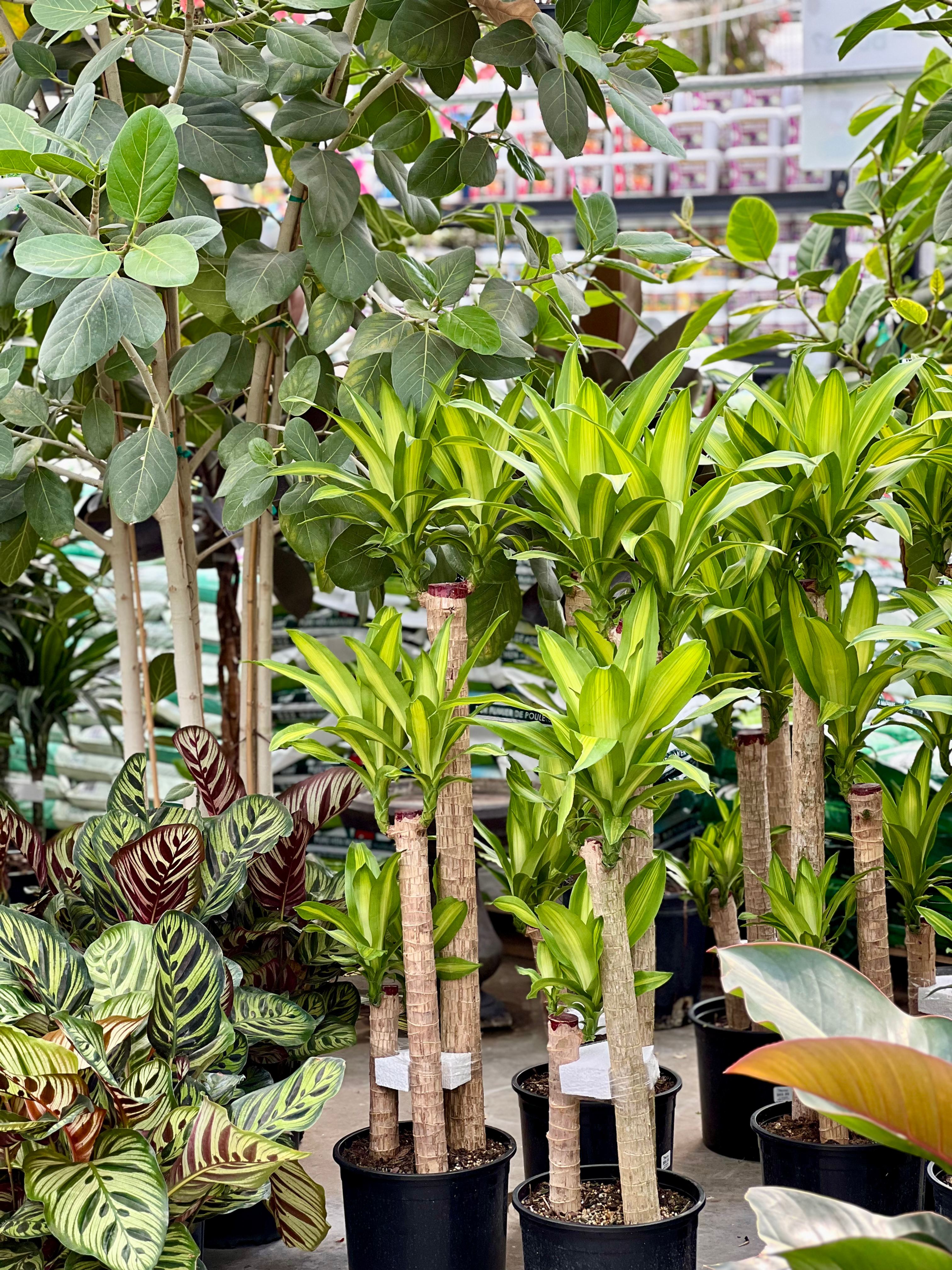 Dracaena Mass Cane 3-2-1