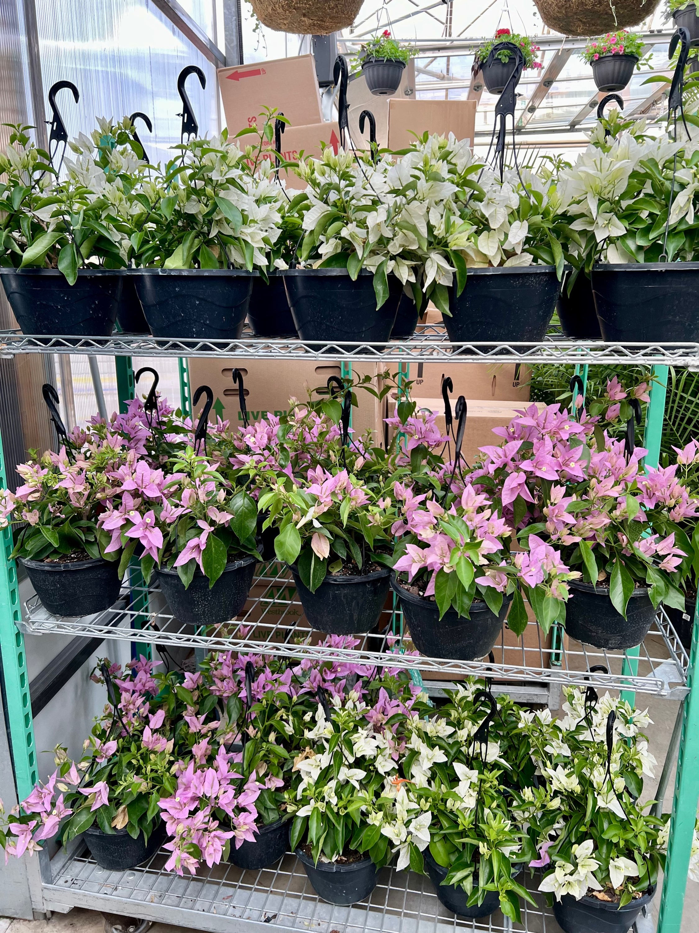 Bougainvillea 10” Hanging Basket