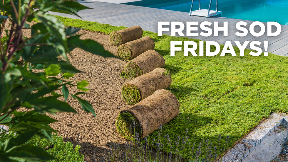 FRESH SOD FRIDAYS!.png