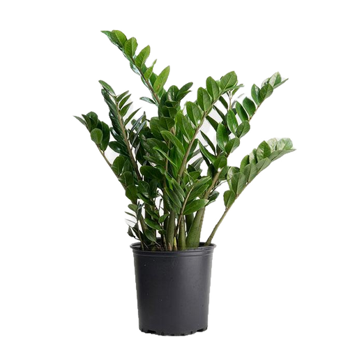 Zamioculcas Zamiifolia Plante ZZ - 90-100 Cm En Pot Ø21 Cm - Plante D'Intérieur Succulente Facile D'Entretien Par Attitude Jardin