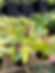 Philodendron 'Painted Lady'