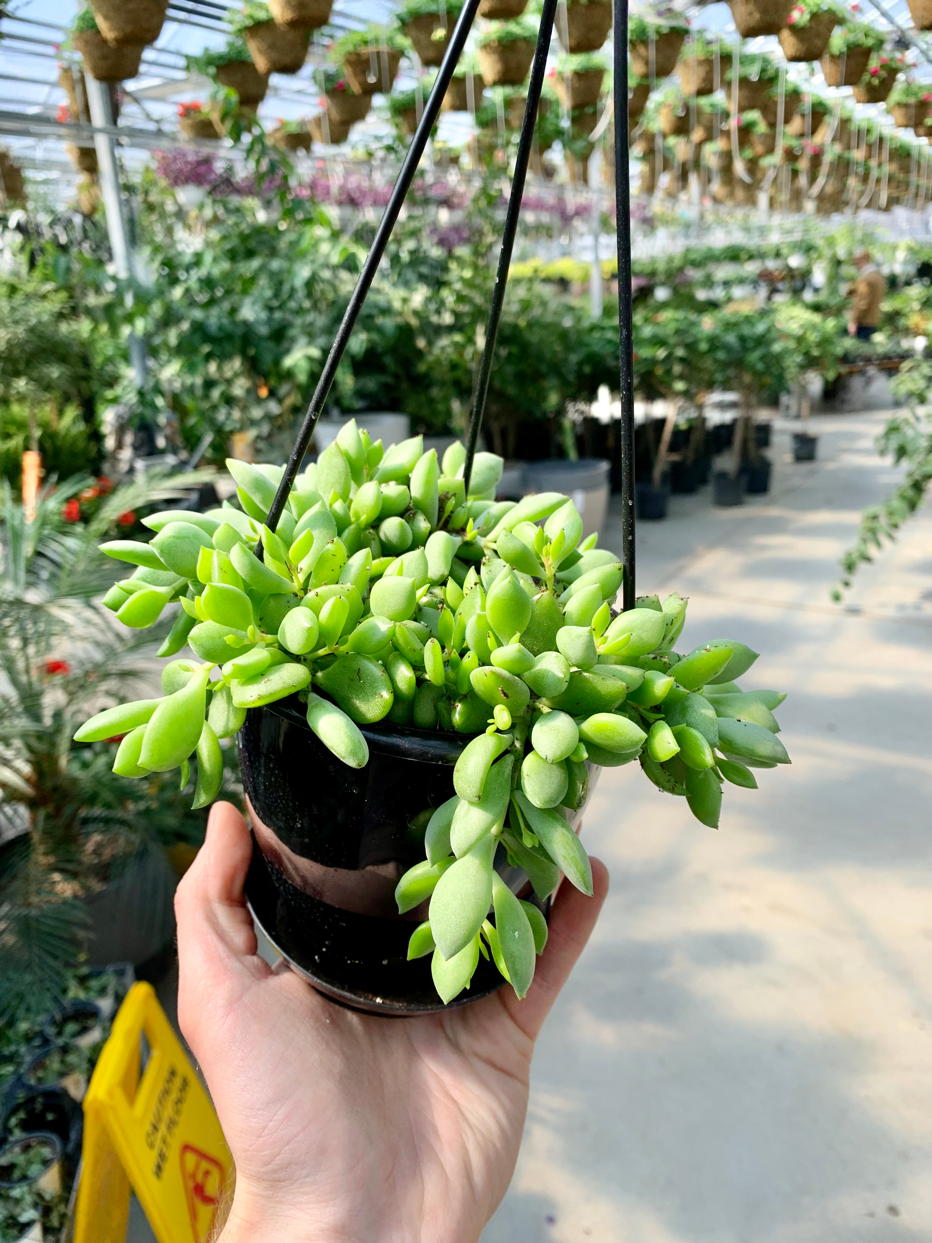 Cotyledon Pendens Hanging Basket