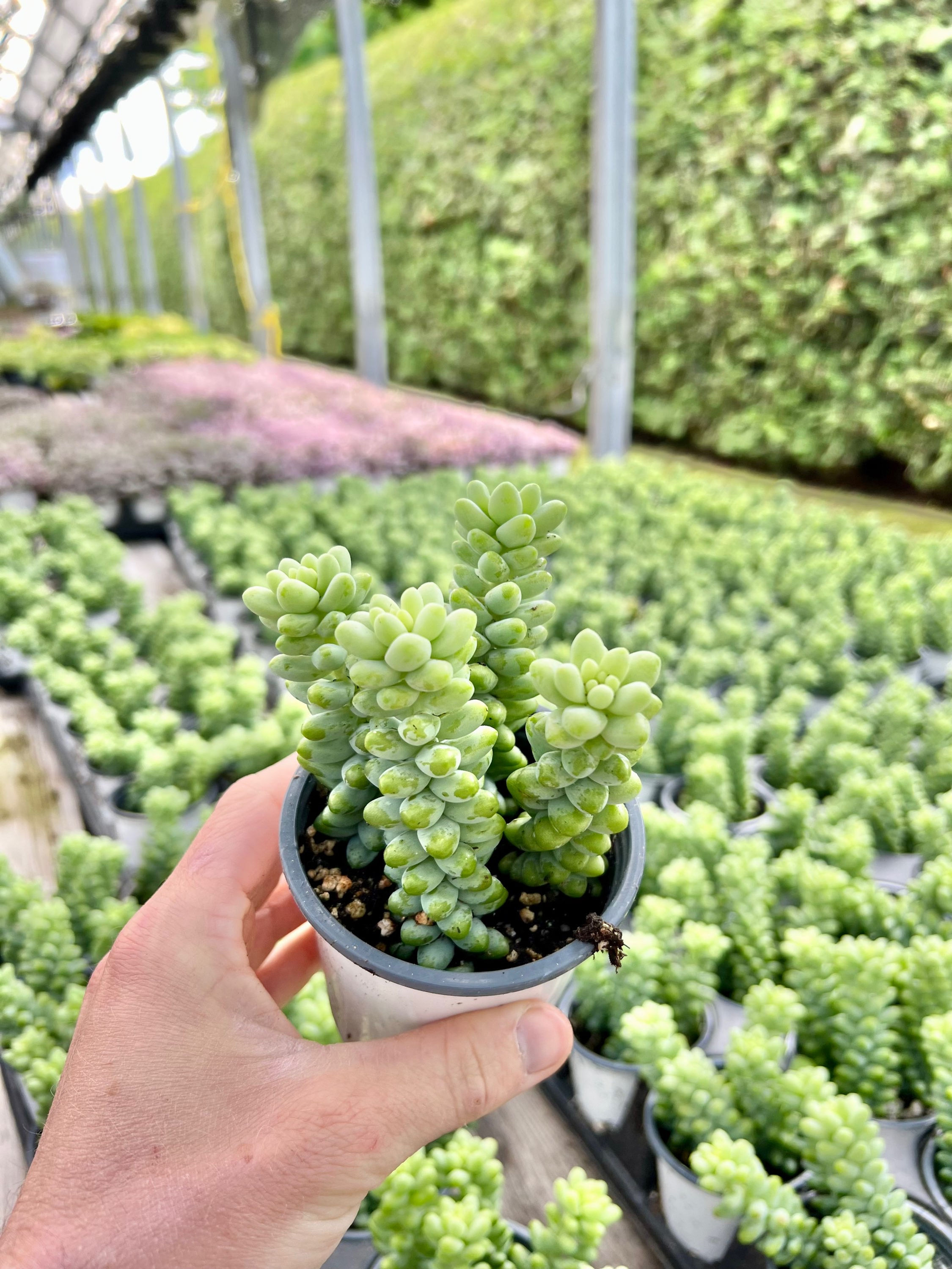 Sedum Morganianum ‘Burrito’ Burro's Tail