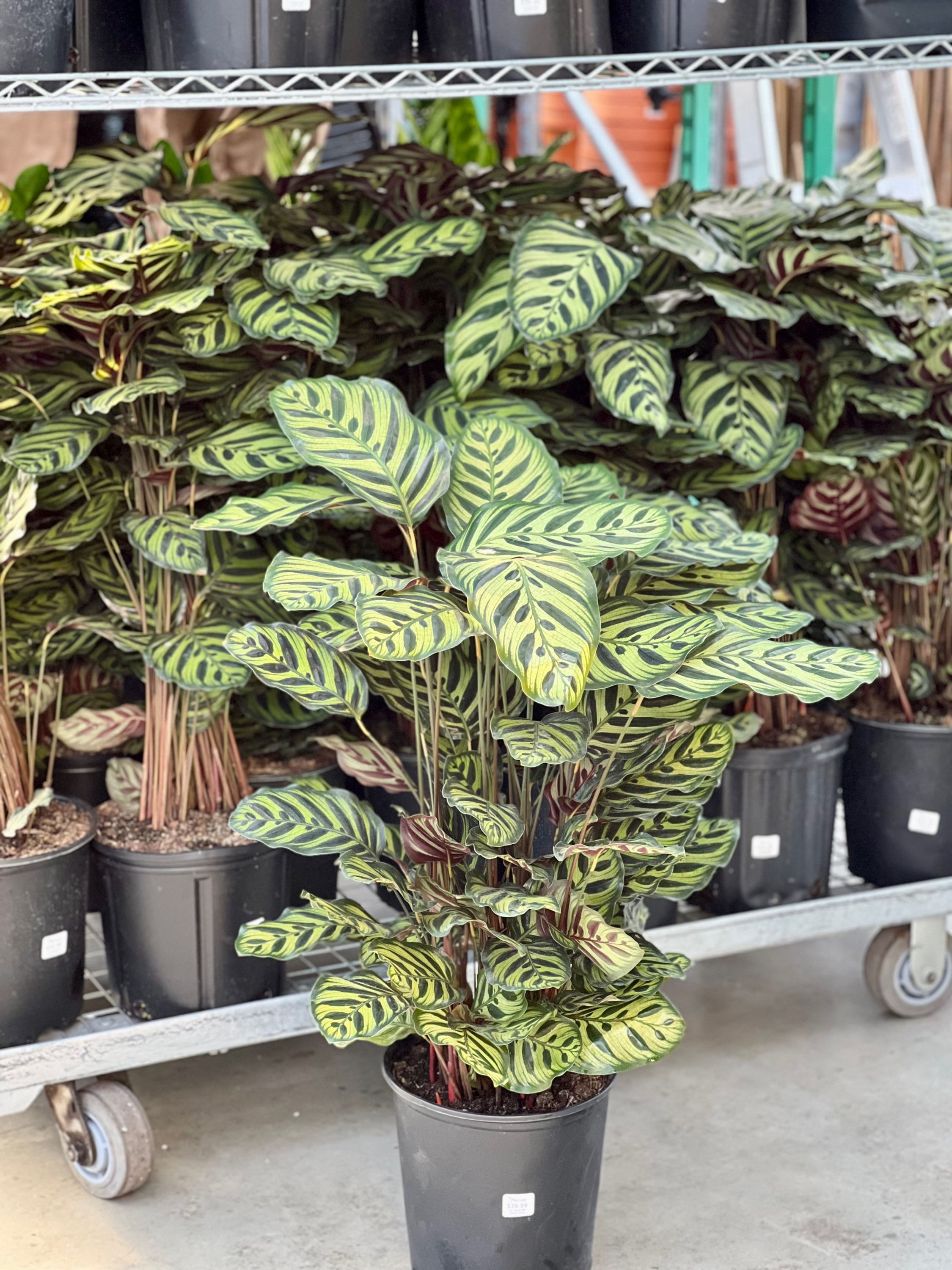 Calathea Makoyanna 'Peacock'