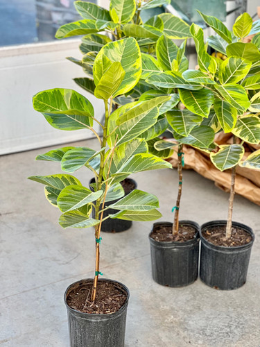Ficus Altissima Golden Gem Standard | Robert Plante