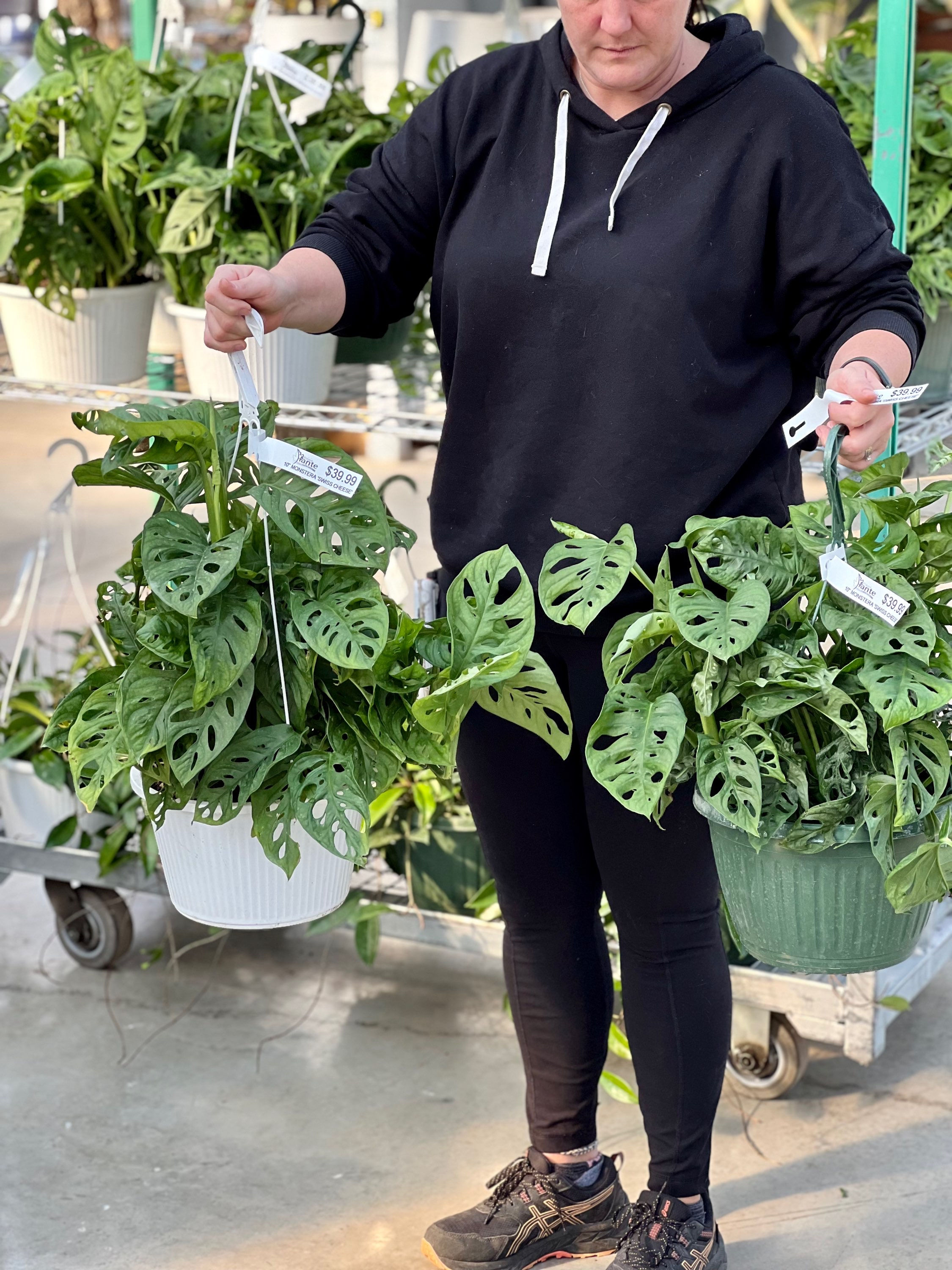 Monstera Adansonii Swiss Cheese Hanging Basket