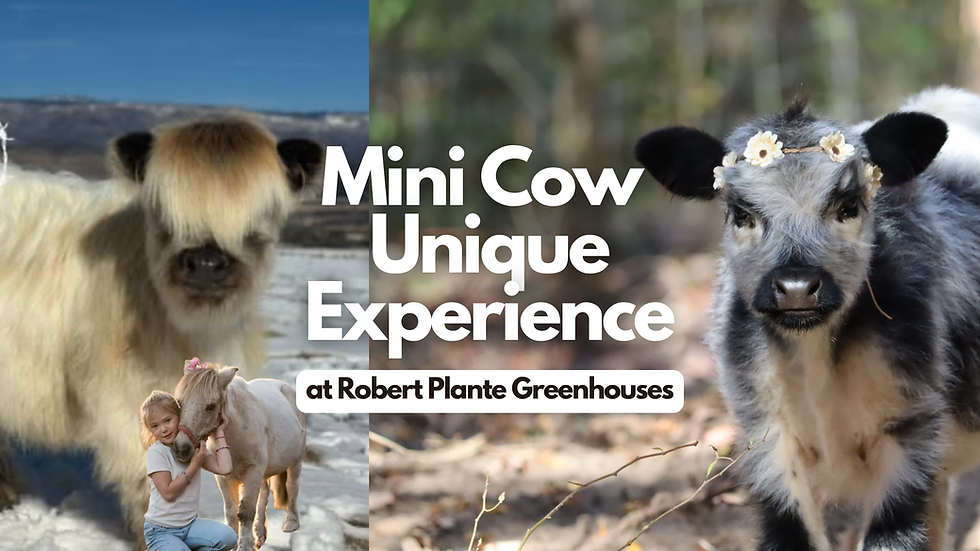 Unique Mini Cow Experience