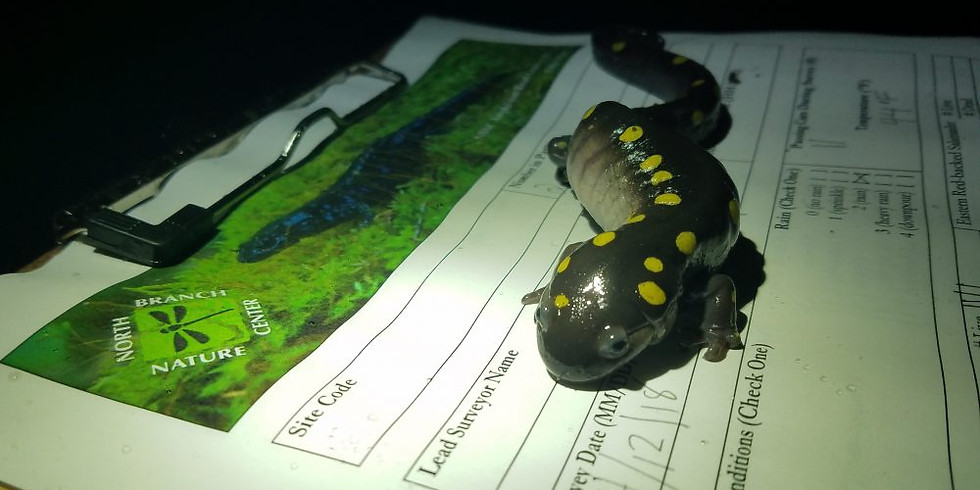 Amphibian Ecology and Road Rescue Training