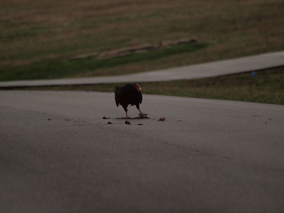 Buzzard eating in Suburbs