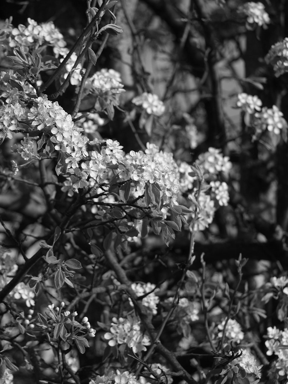 Flowers on Pear Tree