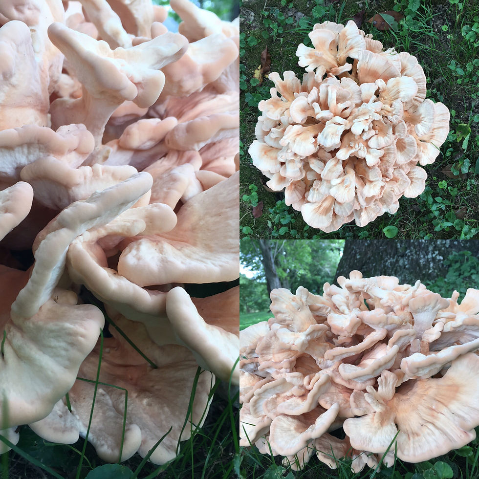 Mushroom in Gravel Switch