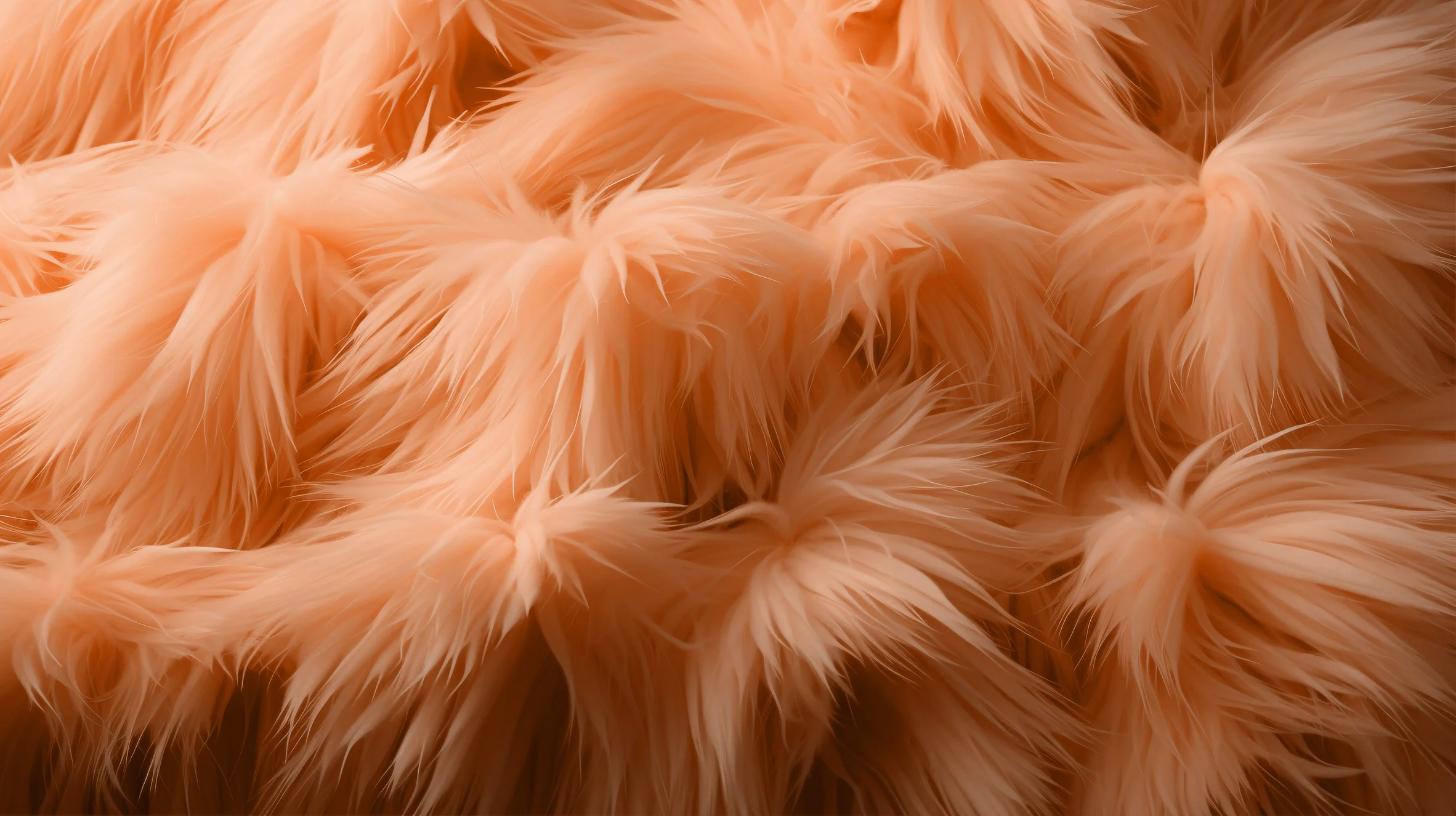 Image of the colour peach fuzz shown on feathers