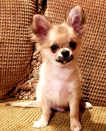 Pure bred chihuahua puppies from European bloodlines - very intelligent, outstanding beauty, wonderful personality & health.