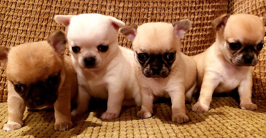Pure bred chihuahua puppies from European bloodlines - very intelligent, outstanding beauty, wonderful personality & health.