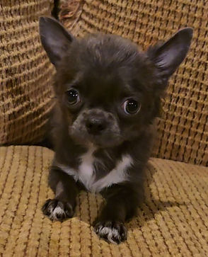 Pure bred chihuahua puppies from European bloodlines - very intelligent, outstanding beauty, wonderful personality & health.