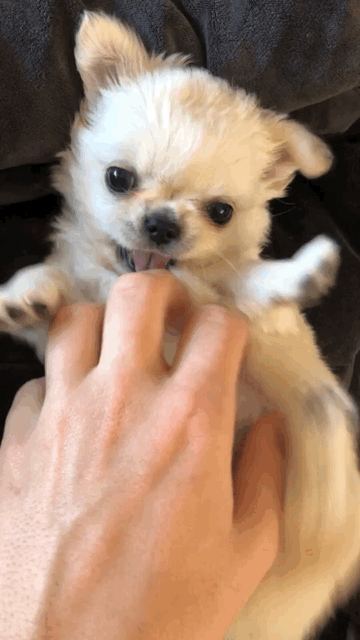 puppy gif.GIF