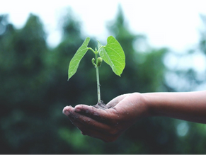 WHAT ARE THE PHASES OF PURPOSE?