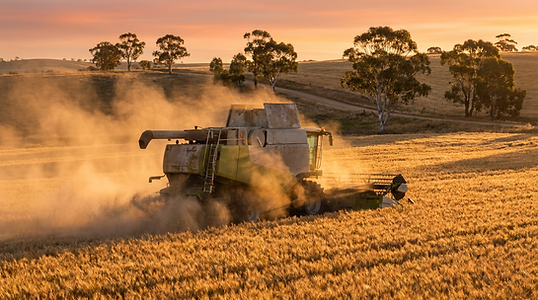 Wheat harvest in Australian farmland