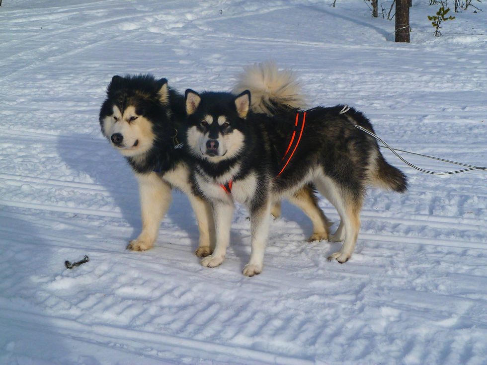 BlackSummit Alaskan Malamutes