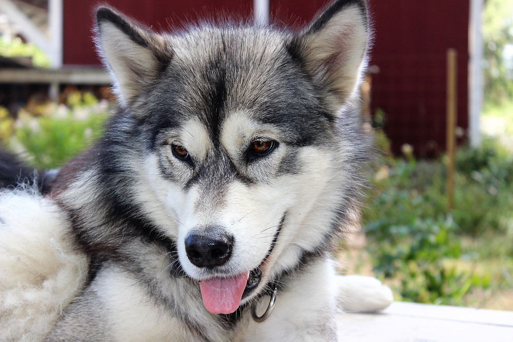 BlackSummit Alaskan Malamutes UK