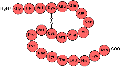 primary PROTEIN.gif