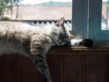 My cat Baloo