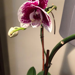 Orchid
