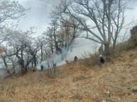 نبرد داوطلبانه فعالان محیط‌زیست کُرد با شعله‌های الیت