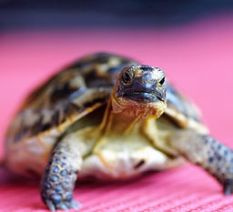 Exotic Pet Care