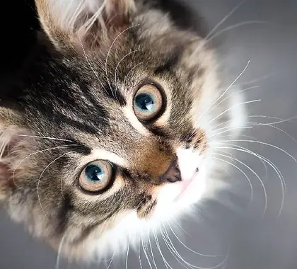 article-cat-vet-visit-guide.webp