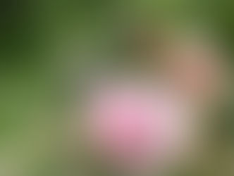 春のバラ