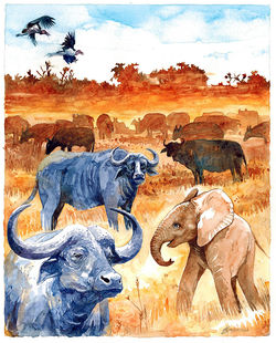 Buffaloes in Tsavo