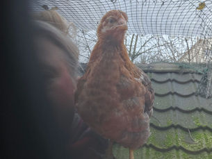 Neues aus dem Hühnergarten 🐣