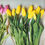 Thumbnail: Tulips
