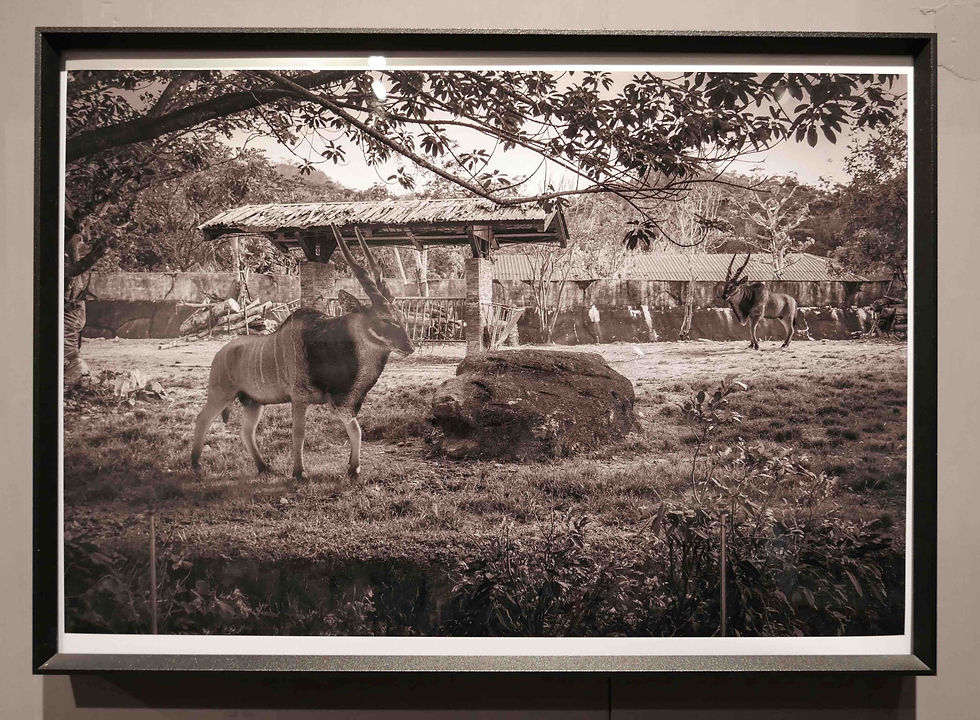 台北愛丁堡動物園計畫 - 羚羊